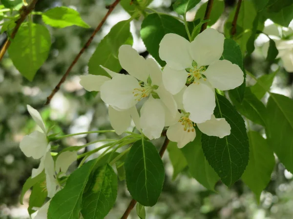 Kvetoucí Větve Stromů Bílými Květy — Stock fotografie