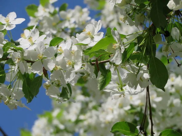 白い花と開花の木の枝 — ストック写真