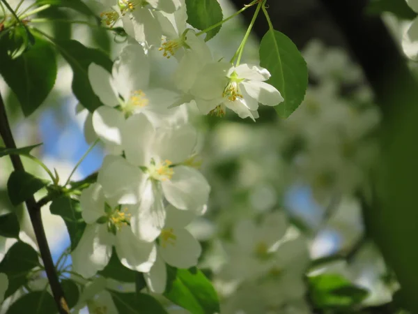 Blossoming Tree Branches White Flowers — Stock Photo, Image