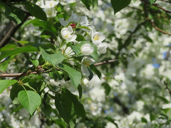 Yeni Gelişen Ağaç Dalları Beyaz Çiçekli — Stok fotoğraf