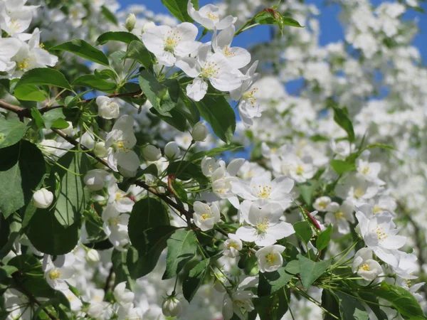 盛开的树枝 白色的花朵 — 图库照片