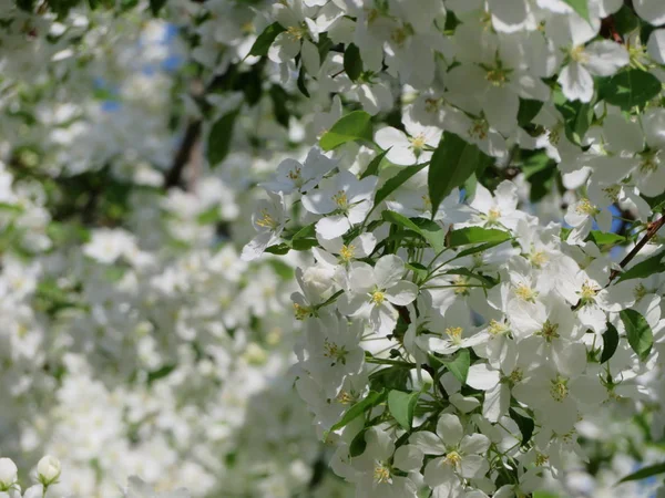 Ramos Árvores Florescentes Com Flores Brancas — Fotografia de Stock