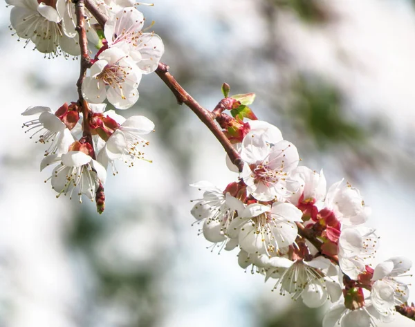 Fantastiska Körsbärsträd Blomma Närbild — Stockfoto