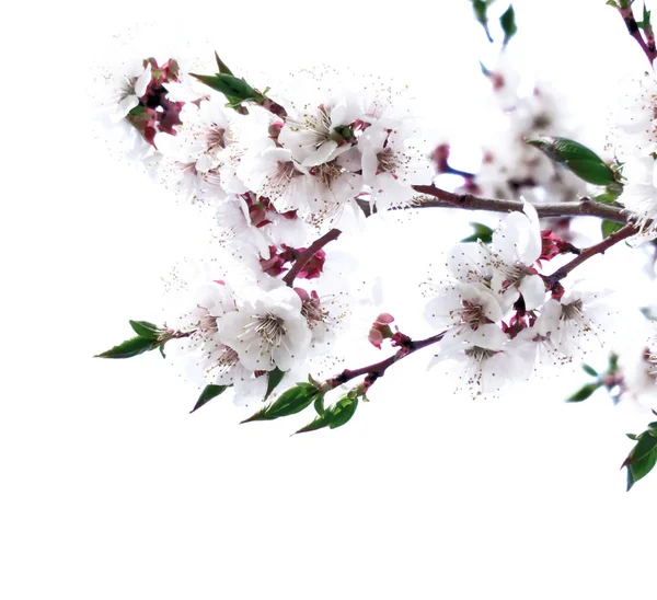 Erstaunliche Kirschbaumblüte Vereinzelt Über Weiß — Stockfoto