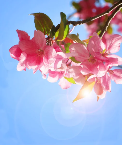 Fantastiska Träd Äppelblom Mot Blå Himmel — Stockfoto