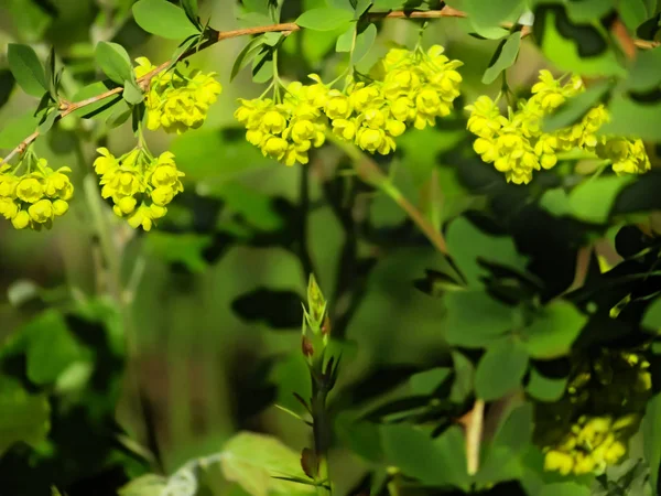 Yellow Flowers Blossoming Bush Background Green Leaves — Stock Photo, Image