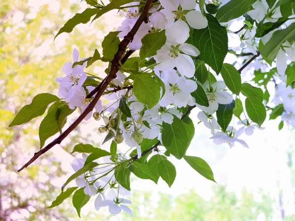 Вишневое Дерево Белые Цветы Цветут Весной Закрыть Фото Природный Фон — стоковое фото