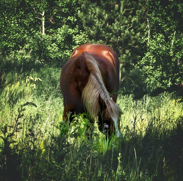 Flachs Farbe Rasse Pferd Weiden Grünen Wäldern — Stockfoto