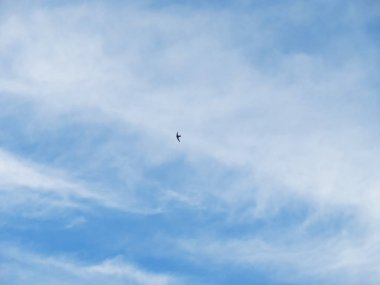 mavi bulutlu gökyüzü uçan kuş 