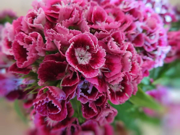 Zavřít Pohled Dianthus Barbatus Purpurové Květy — Stock fotografie