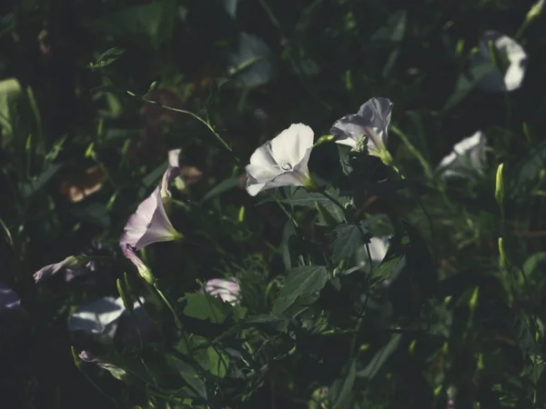 Zavřít Pohled Svlačec Rolní Růžové Bílé Květy — Stock fotografie