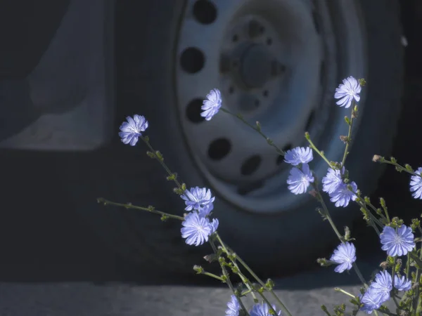 Fechar Vista Flores Azuis Com Roda Carro Borrada Fundo — Fotografia de Stock