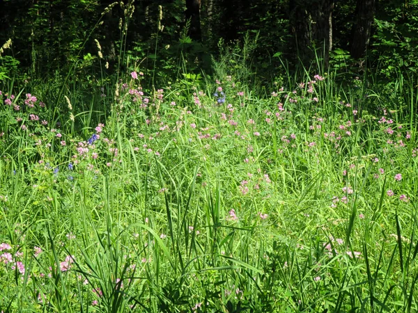 View Forest Wildflowers Green Grass — Stock Photo, Image