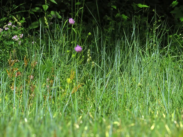 View Forest Wildflowers Green Grass — Stock Photo, Image