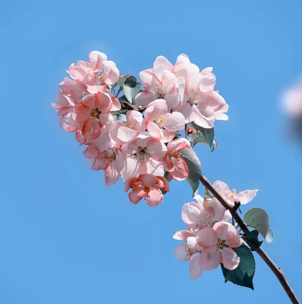 Bloeiende Appelboom Lente Mooie Dag — Stockfoto