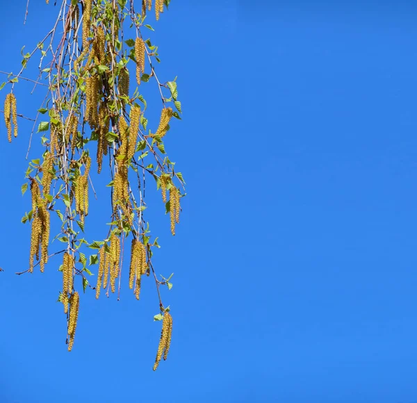 Цветущая Ветвь Березы Голубом Небе — стоковое фото