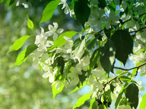 Kvetoucí Jablečný Strom Krásném Jarním Dnu — Stock fotografie