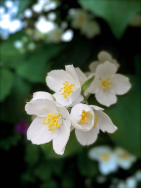 ağaç dalı üzerinde açan beyaz çiçekler