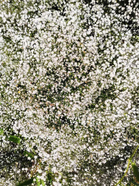 Різноманітний Знімок Дерева Квітучими Білими Квітами — стокове фото