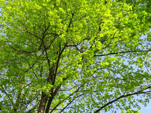 Svěží Zeleně Stromový Listoví Jasném Slunci — Stock fotografie