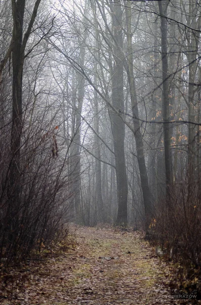 Picture Shows Forest Path Warm Winter Morning — Stock Photo, Image