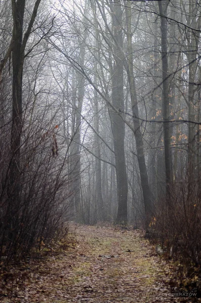 Obrázek Ukazuje Lesní Cestou Teplé Zimní Ráno Stock Snímky