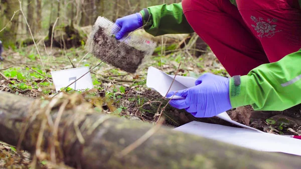 Wissenschaftler Ökologe im Wald entnimmt Proben von Pflanzen — Stockfoto