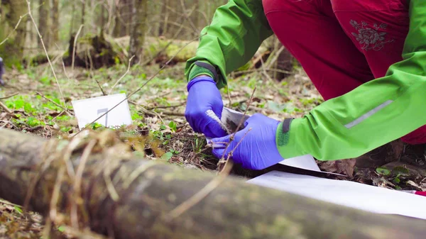 Vetenskapsman ekolog i skogen tar prover på växter — Stockfoto