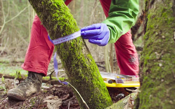 Ecologista científico en el bosque tomando muestras de plantas — Foto de Stock