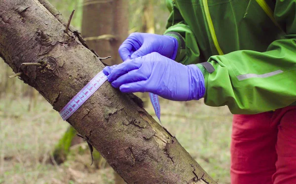 Cientista ecologista na floresta recolhendo amostras de plantas — Fotografia de Stock