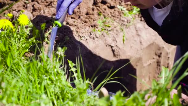 Ecologista científico en el prado tomando muestras de suelo — Vídeos de Stock
