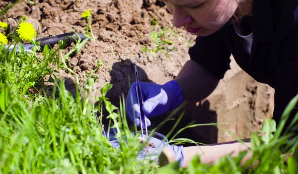 Ученый-эколог на лугу берёт пробы почвы — стоковое фото