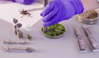 Petri kabına örnekleri yaptırmayı bilim adamları eller.