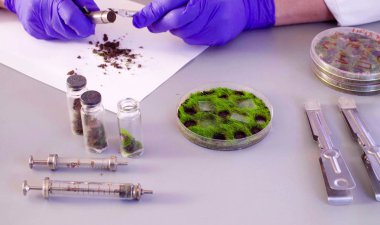 Petri kabına örnekleri yaptırmayı bilim adamları eller.