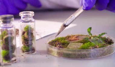 Petri kabına örnekleri yaptırmayı bilim adamları eller.