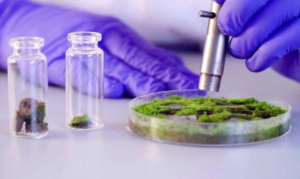 Le mani degli scienziati prelevano campioni dalla capsula di Petri . — Foto Stock