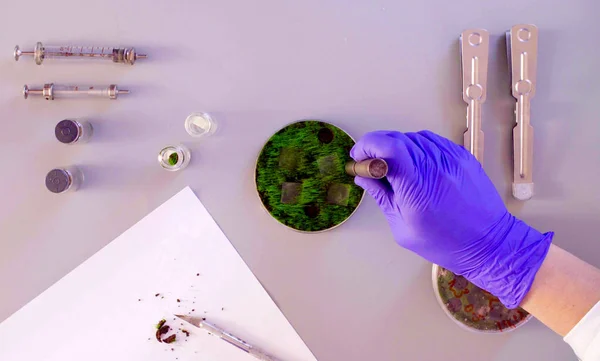 Los científicos sacan muestras de placas de Petri. . — Foto de Stock