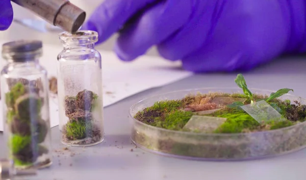 Os cientistas mãos tirando amostras de placa de Petri . — Fotografia de Stock
