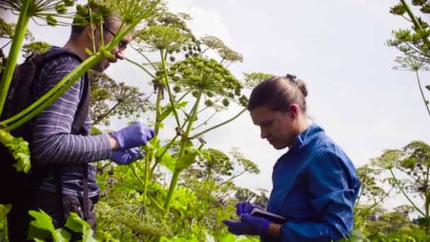 Ambientalistas hombre y mujer examinando planta — Vídeos de Stock