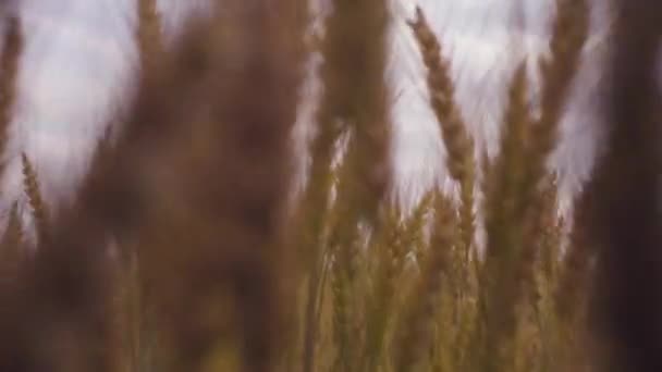 Feld von reifem Weizen im Sommer — Stockvideo