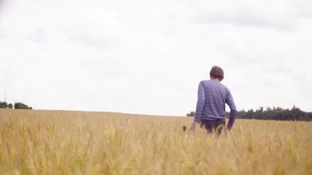 Den ekologen promenader genom fältet vete — Stockvideo