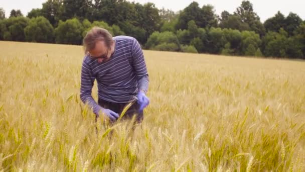 Чоловік еколог вивчає пшеницю — стокове відео