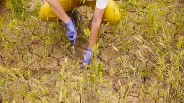 Руки екологів, які беруть зразок грунту — стокове відео