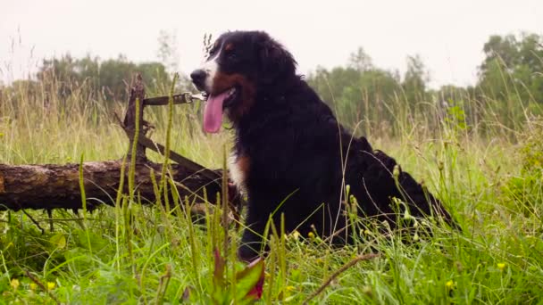 Bernese pastor perro está sentado cerca de un árbol caído — Vídeos de Stock