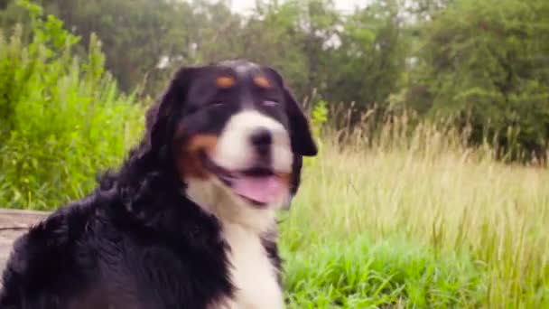 Face of bernese shepherd dog sitting on the meadow. — Stock Video