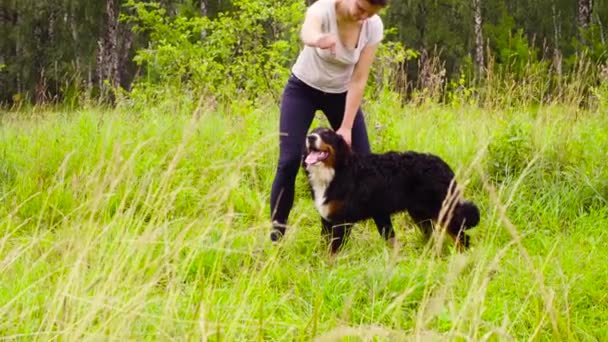 Vrouw spelen met Berner Romanesc Carpatin — Stockvideo