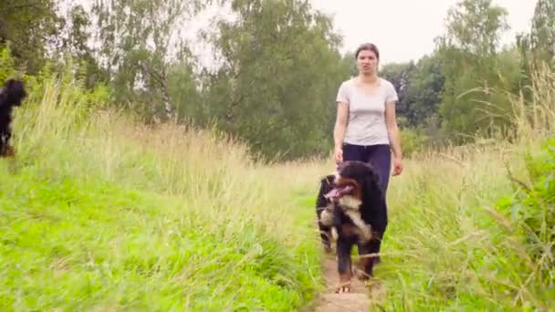 Kvinnan promenader med bernese herdehundar — Stockvideo