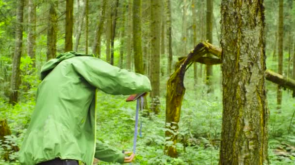 L'écologiste dans une forêt mesurant un tronc d'arbre 
