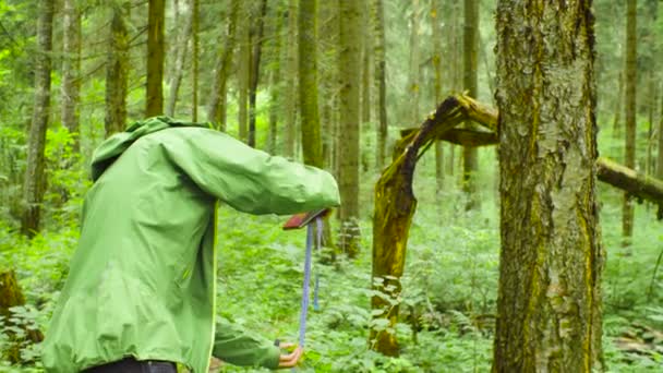 Эколог в лесу, измеряющий ствол дерева — стоковое видео
