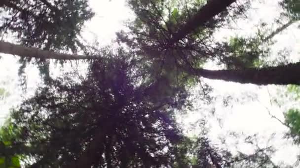여름에 말 쑥 한 나무 — 비디오
